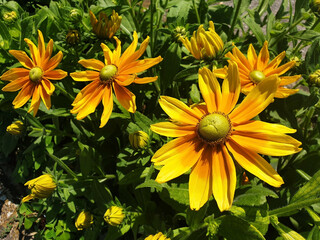 A bush of yellow flowers rudbeckia hirta or black eyed susan blooming in a flower bed.