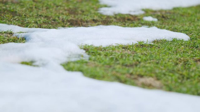 Green plant growing under the snow. Concept of growing crops. Pan.