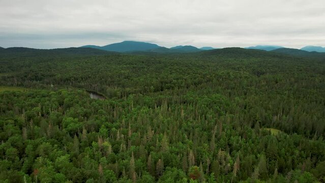 4K Forest Aerial View Drone Shot Descend Slowly