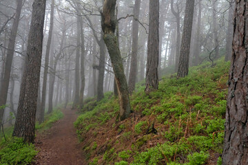 Obraz premium Mysterious forest landscape with fog