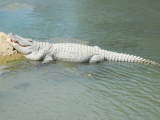 Tiere