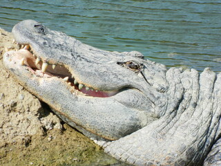 Tiere