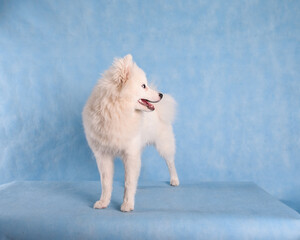 Portrait of a beautiful white fluffy dog on a blue background in the studio
