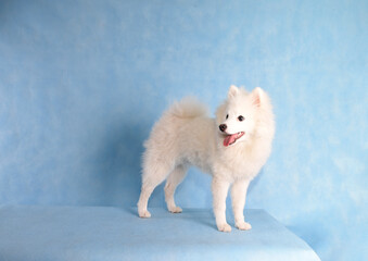 Portrait of a beautiful white fluffy dog on a blue background in the studio