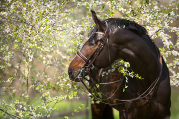 portrait of a horse in the grass