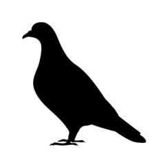 Pigeon silhouette isolated on a white background. Vector black and white illustration