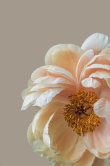 Blooming fluffy pink white peony flower close up on elegant minimal pastel beige background with copy space. Creative floral composition. Stunning botany wallpaper or vivid greeting card.