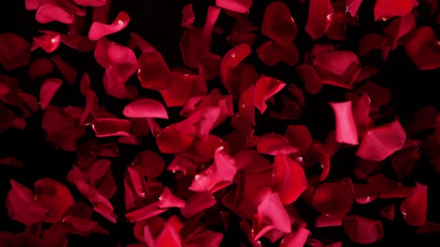 Super slow motion shot of flying red rose petals towards camera isolated on black at 1000 fps.