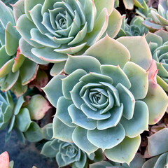 Echeveria elegans