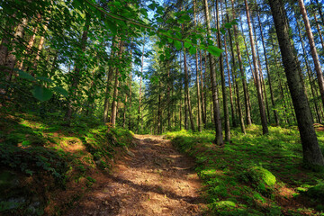 Fototapeta na wymiar Empty path in the coniferous forest