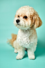 A portrait of beige Maltipoo puppy on a turquoise background. Adorable Maltese and Poodle mix Puppy