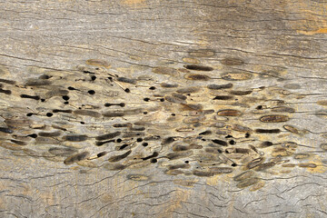 background pattern on wooden floor