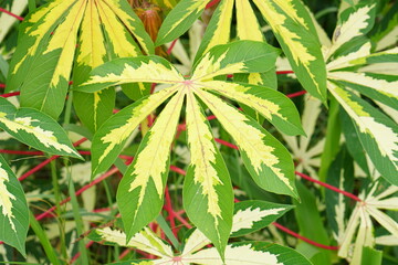 green yellow cassava leaf background