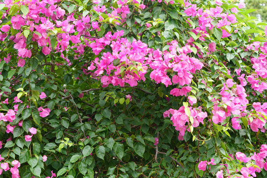 Pink Paper Flowers In The Garden