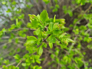 Green branches of trees and bushes with buds and first leaves in spring