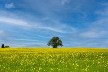 Obraz premium Single tree in focus and blue sky in canola field.