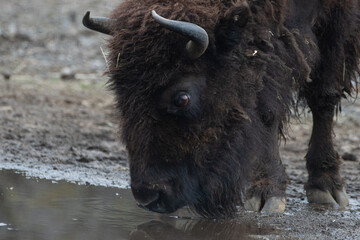 Fototapeta premium 水を飲むバイソン