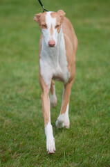 Obraz premium Ibizan Hound walking towards the camera at a dog show