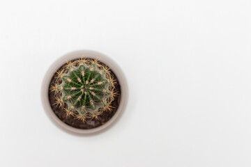 Cactus in pot on white isolated background. Medical concept of hemorrhoids, anal pains.High angle...