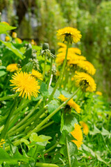 yellow dandelions in the grass