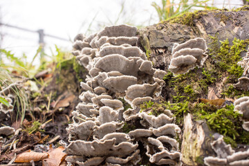 Fototapeta na wymiar wood mushrooms, forest