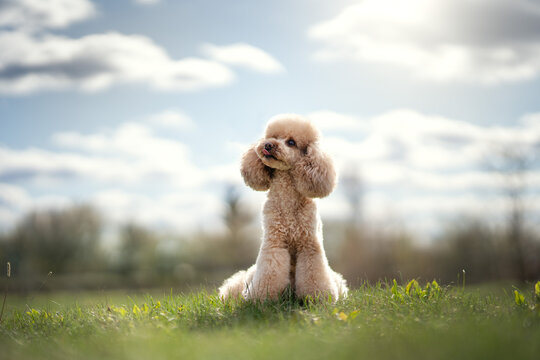 Toy light poodle
