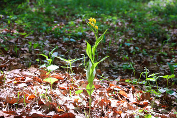絶滅危惧種　キンラン