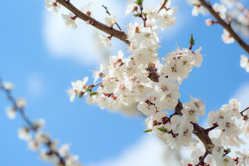 Natural background, spring, flowering trees. apricot. spring flowers.