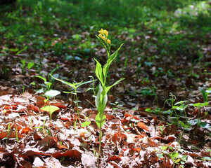 絶滅危惧種　キンラン