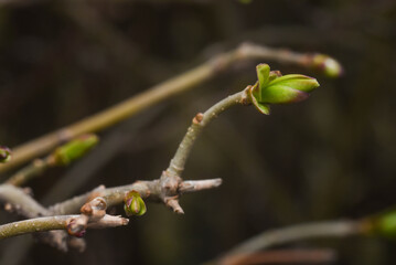 Spring flower buds macro new life