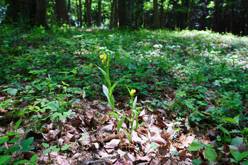 絶滅危惧種　キンラン