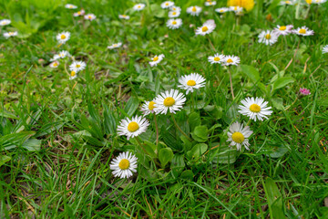 daisies in the grass, field of daisies 