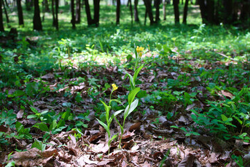 絶滅危惧種　キンラン