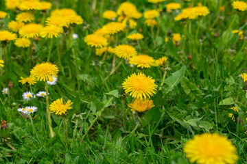 yellow dandelions in the grass, field of dandelions