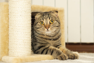 A gray tabby cat sits on a cat tower tree and looks into the cayera and to the side.