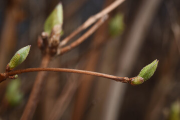 Spring flower buds macro