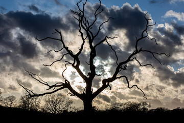 A bare tree silhouetted against the evening sky