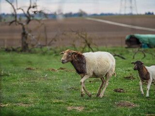 Fototapeta premium Kleine Schafherde auf der Weide