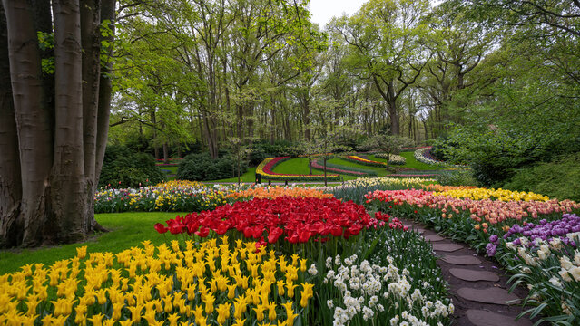 Landscape of colorful beautiful blooming tulip field in Lisse KEUKENHOF Park Holland Netherlands in spring, with fresh green meadow and trees - Tulips flowers background