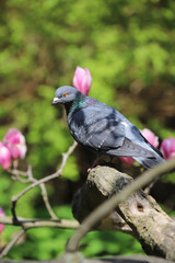 Pigeon on the feeder, gray bird on a green background