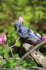 gray dove with pink flowers on a green background