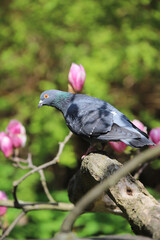 gray dove with pink flowers on a green background