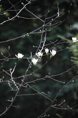 beautiful white magnolia