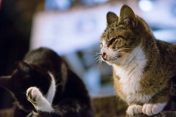京都 夜の伏見稲荷大社に暮らす野生の子猫たち