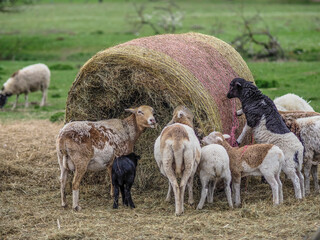 Fototapeta premium Kleine Schafherde auf der Weide
