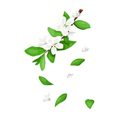 Blooming white flowers branch vector illustration