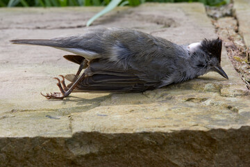 Dead Black Cap bird on Dales moorland smallholding
