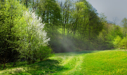 Fototapeta premium Art springtime countryside nature background, spring forest beautiful meadow