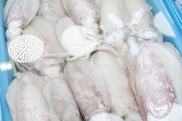 white squidd in water box