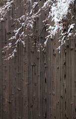 雪をかぶった小枝と木材の壁 　日本　和風　京都